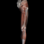 Muscoli posteriori degli arti inferiori. Coscia e gamba.
