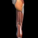 Muscoli posteriori della coscia